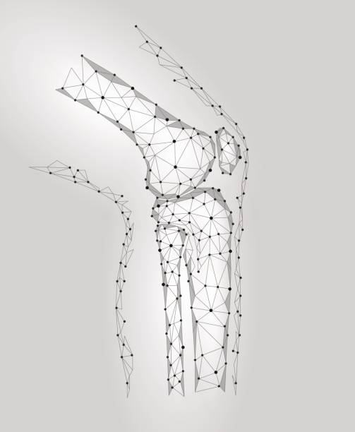 человеческий коленный сустав 3d модель вектор иллюстрации. низкий поли дизайн будущей технологии лечения боли лечения. серый фон нейтральн� - tibia stock illustrations