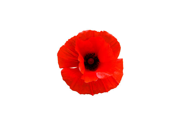 Red poppy flower isolated on white background stock photo
