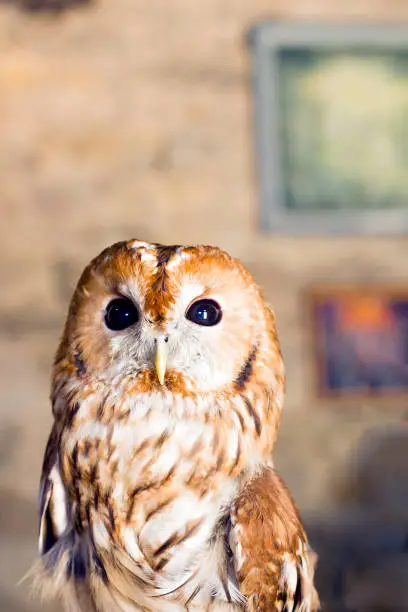 Tawny owl or brown owl. Portrait Strix aluco owl