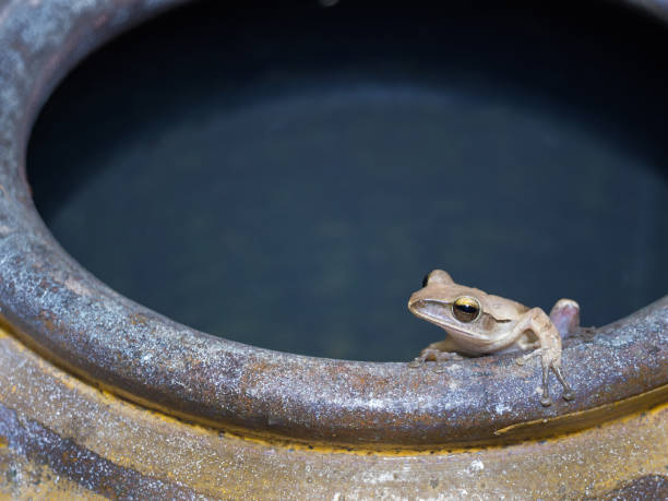 istock Golden Tree Frog Crouching on The Edge 841880126