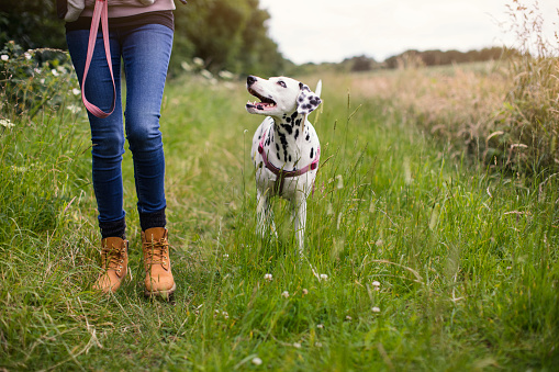 Dalmatian on the leash walking along a country footpath with its owner