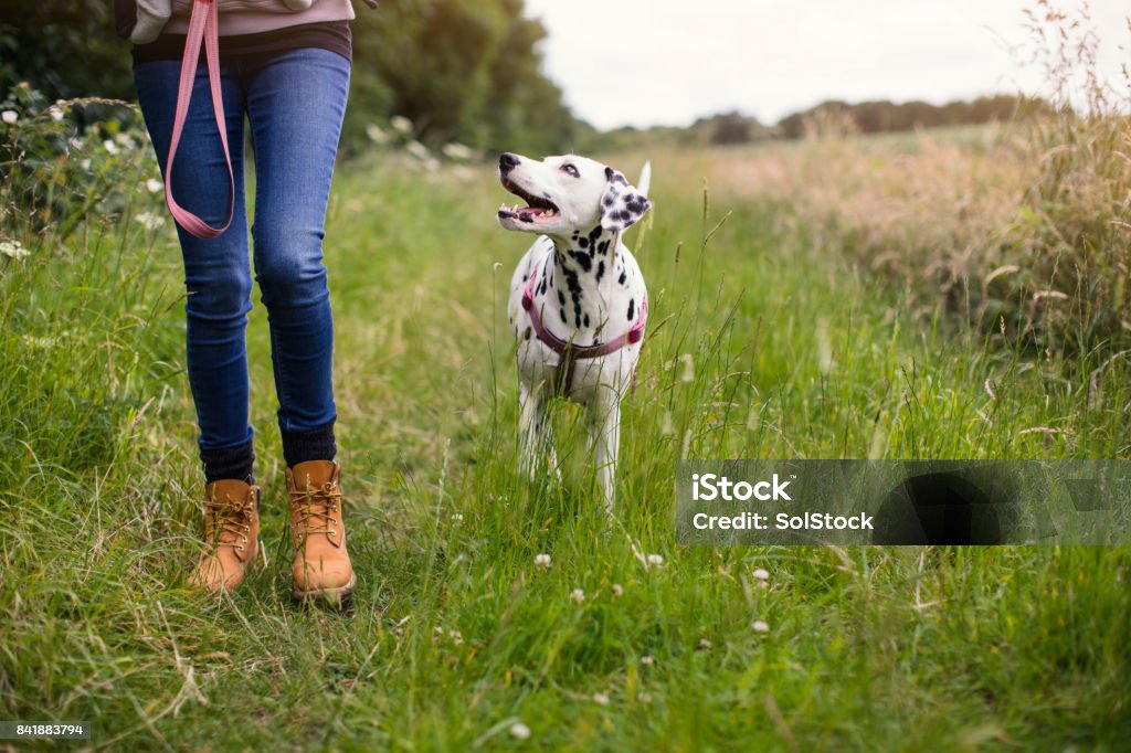Living with a Dog Dalmatian on the leash walking along a country footpath with its owner Dog Walking Stock Photo