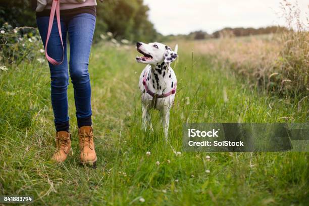 Living With A Dog Stock Photo - Download Image Now - Dog Walking, Dog, Walking