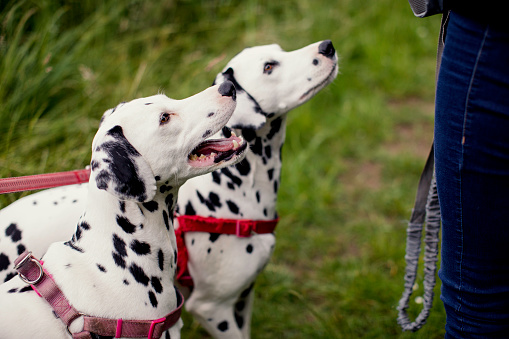 Dalmatian on the leash sitting awaiting and being obedient for their owner