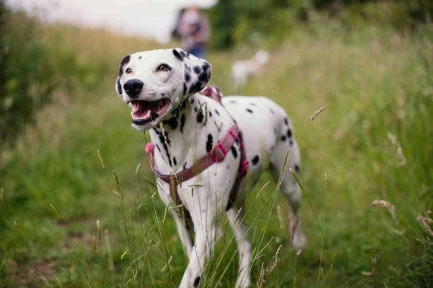 glücklich dalmatiner spazieren - zuggeschirr stock-fotos und bilder