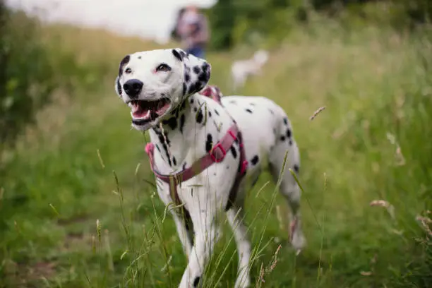 Dalmatian out walking in the countryside