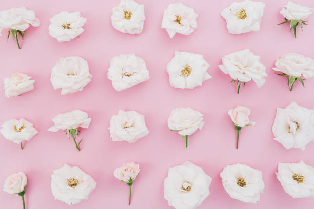 istock White roses flowers arrangement on pink background. Flat lay, top view. Floral pattern 841884198