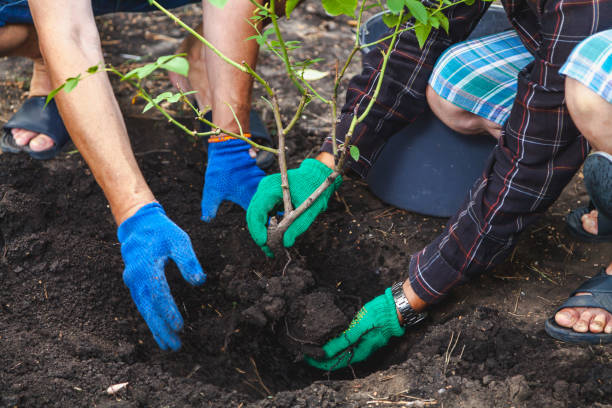 istock Two people are transplanted mature shrub roses 841887232