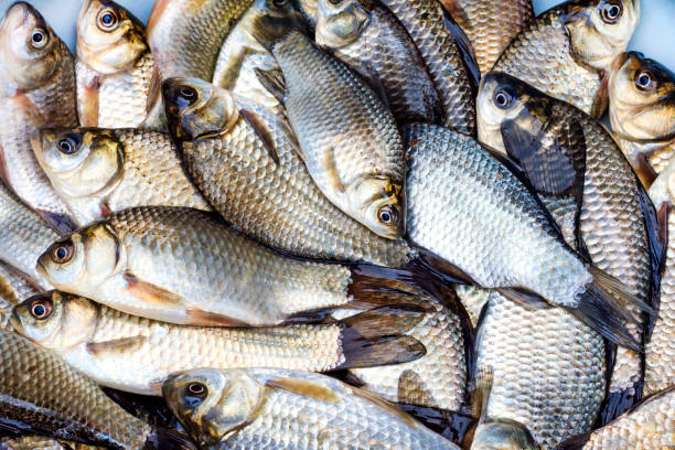 river crucian carp river crucian carp , wildlife ,Fishing and hunting golden tench stock pictures, royalty-free photos & images