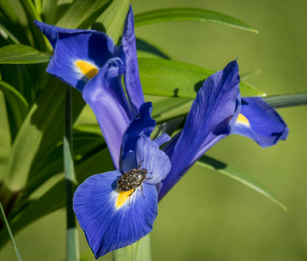 istock Blossom of a blue Iris with a beetle sitting on it 841887616