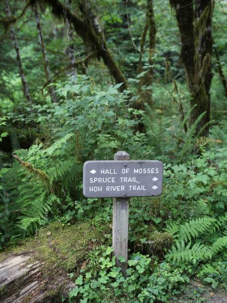 istock Trail Directional Sign, Hoh Rainforest, Olympic National Park, Washington 841894212