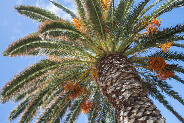 istock Date palm with sweet fruits under blue sky 841894286