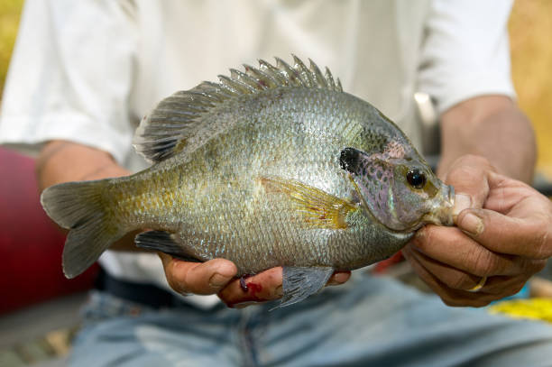 istock Fisherman displaying a bluegill in his hands 841897006