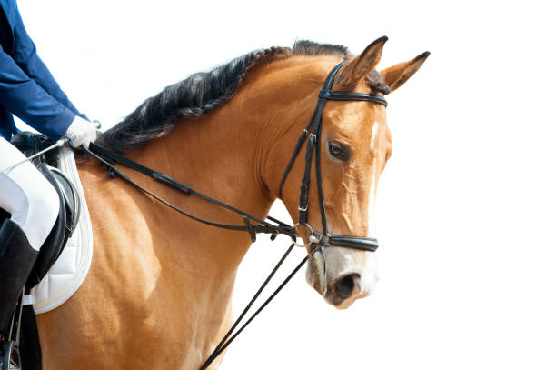 istock saddled horse portrait closeup isolated on white 841905210