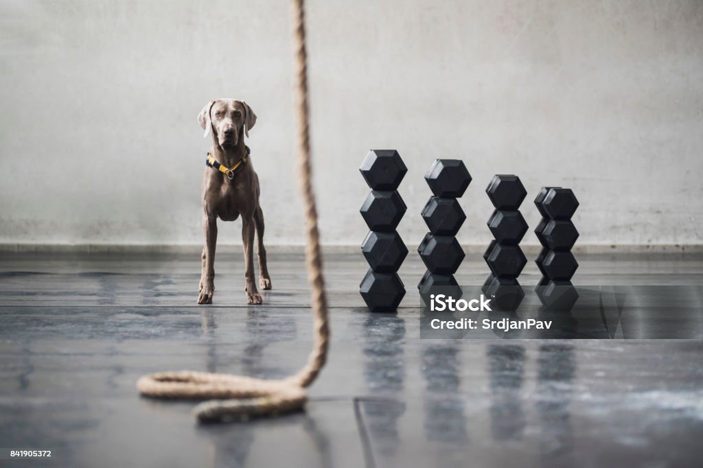 One Tough Dog Stock Photo - Download Image Now - Cross Training, Health  Club, Agility - iStock