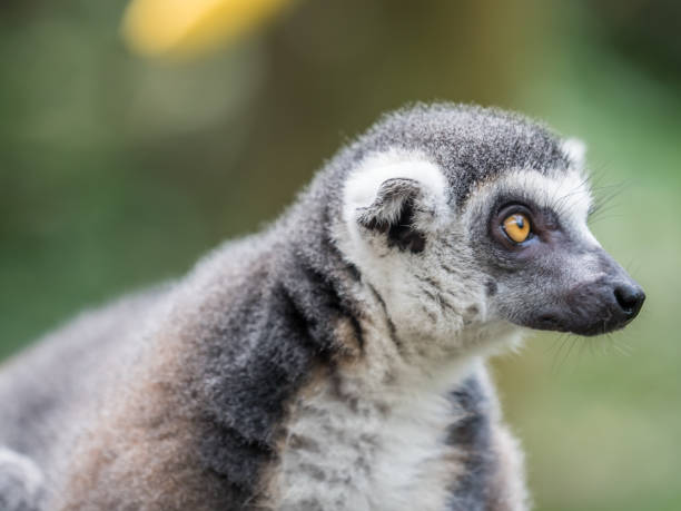 istock beautiful black and white ring-tailed lemur close up profile 841908372