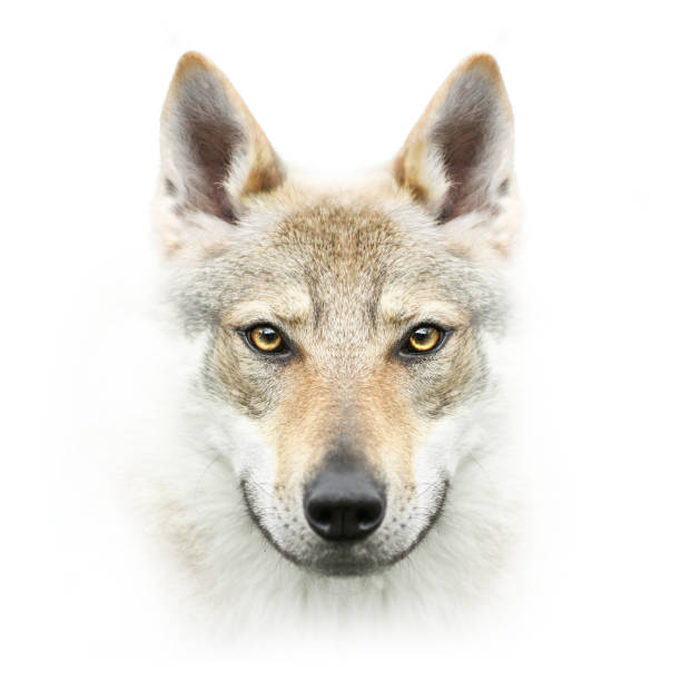 istock czhekhoslovakian wolfdog face isolated on white 841908480