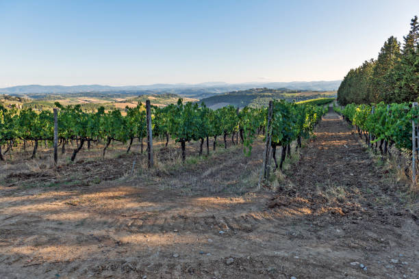 istock Vineyards on the Siena hills in Tuscany 841908594