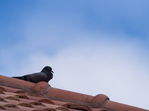 istock The Pigeon Sleeps Peacefully 841908870