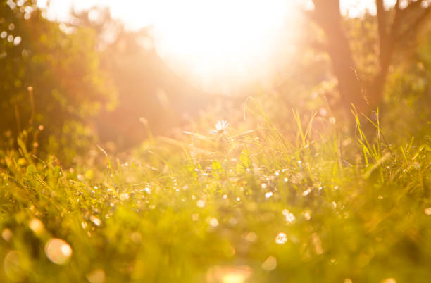 istock grass background and chamomile flower on a sunny day during sunset. 841908874