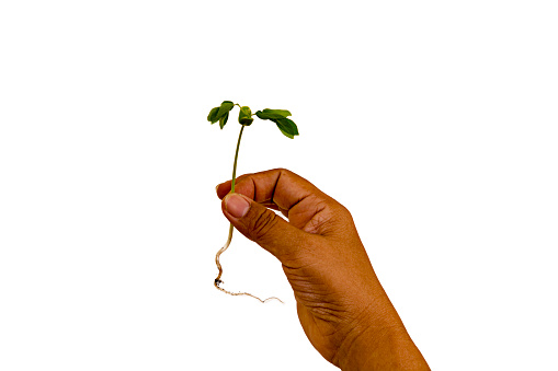 hands hold rain tree seed on white background,save wold concept.