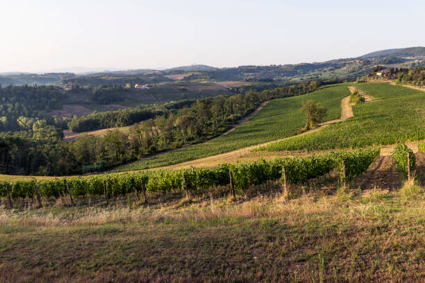 istock Vineyards on the Siena hills in Tuscany 841910118