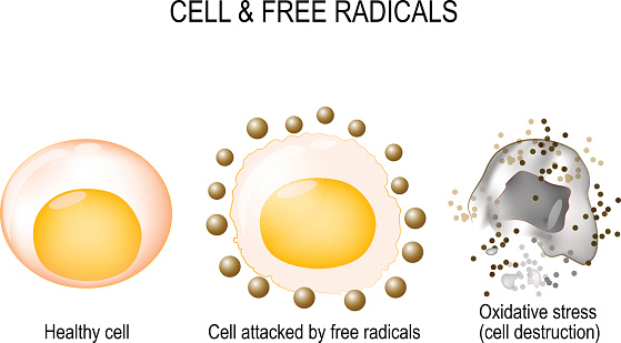 cell and free radicals.