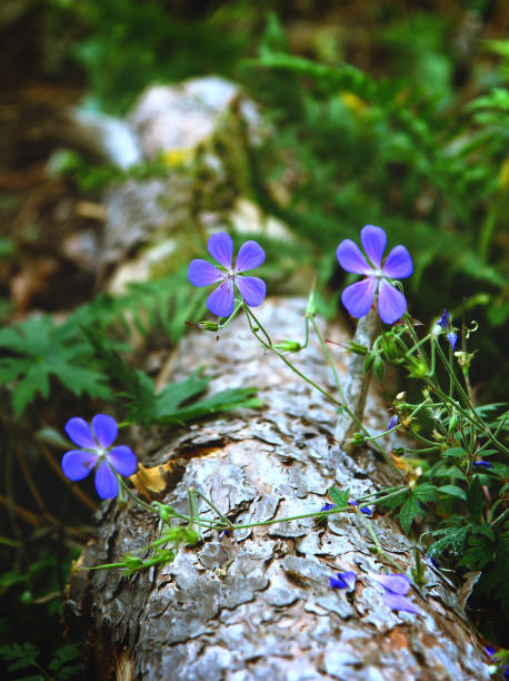 Blue flowers of flax on an old log in a forest.