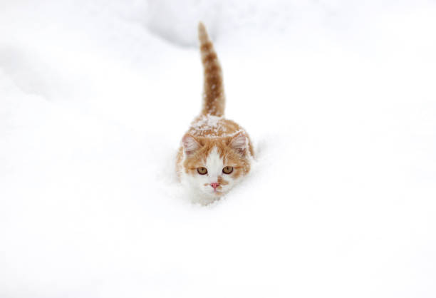 istock Cute little read white cat walking in the snow. 841912710