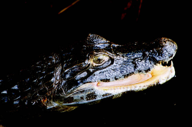 istock Pantanal Matogrossense and Bonito 841913440