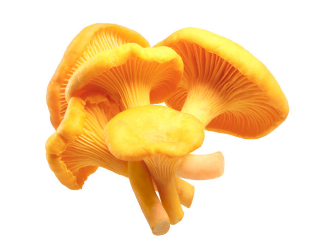 istock Chanterelles Cantharellus cibarius mushrooms, paths 841916412