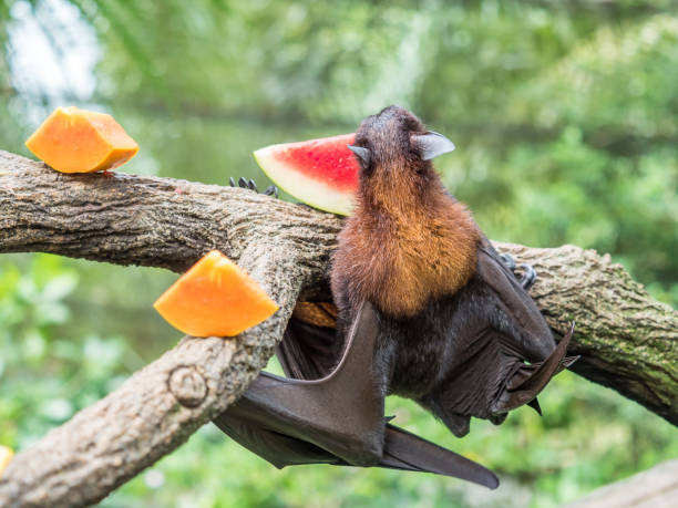 istock scary flying fox on tree eating fruits 841916450