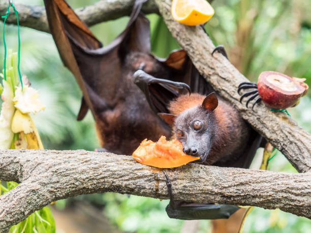 istock scary flying fox on tree eating fruits 841916468