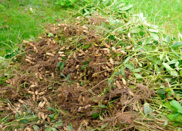 istock peanuts  plant in farmland 841916740