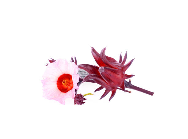 istock Hibiscus sabdariffa or roselle flower on white background 841916746