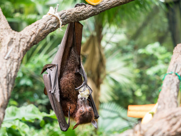 istock scary flying fox on tree eating fruits 841916852