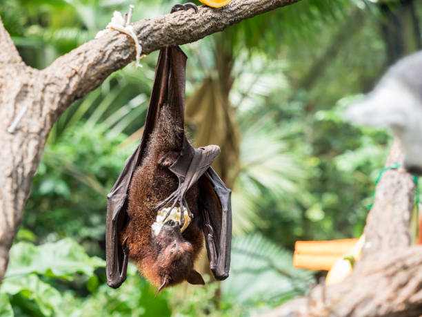 istock scary flying fox on tree eating fruits 841916898