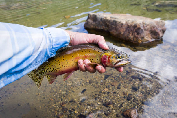 熾烈なトラウト ・ フライフィッシングします。 - cutthroat trout ストックフォトと画像