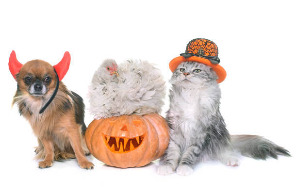 ハロウィンのカボチャとペット - dog group of animals clothing animal ストックフォトと画像