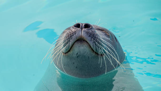 istock Cute seal in the water 841920116