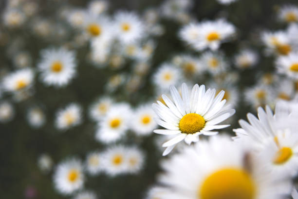 istock Chamomile flowers on a meadow in summer. 841922716
