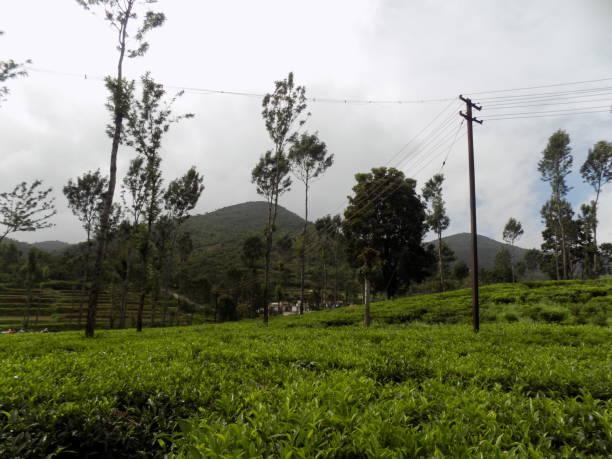 Tea cultivation stock photo