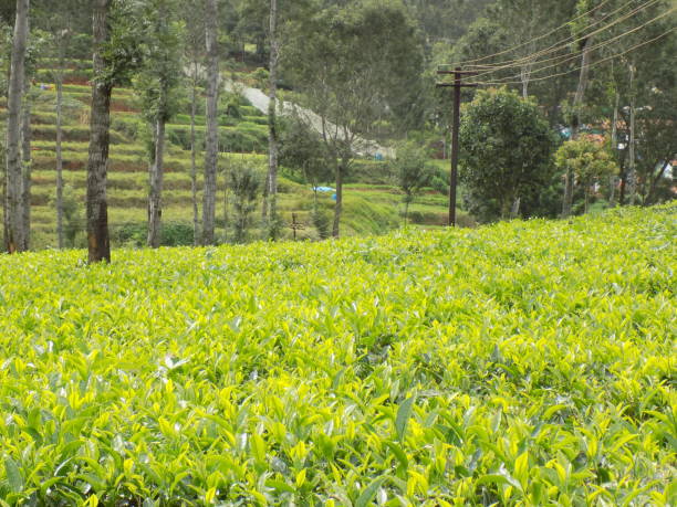 Tender tea leaves in tea plants stock photo