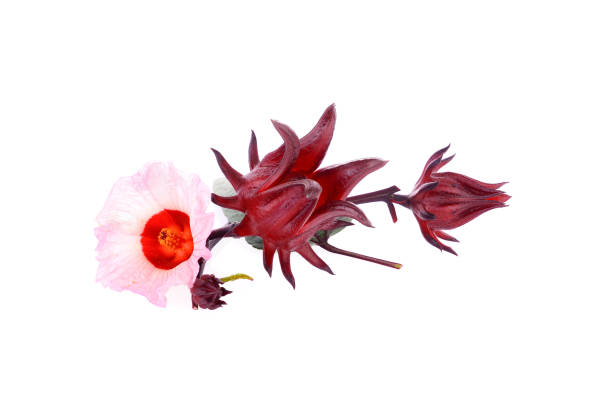 istock Hibiscus sabdariffa or roselle flower 841927280