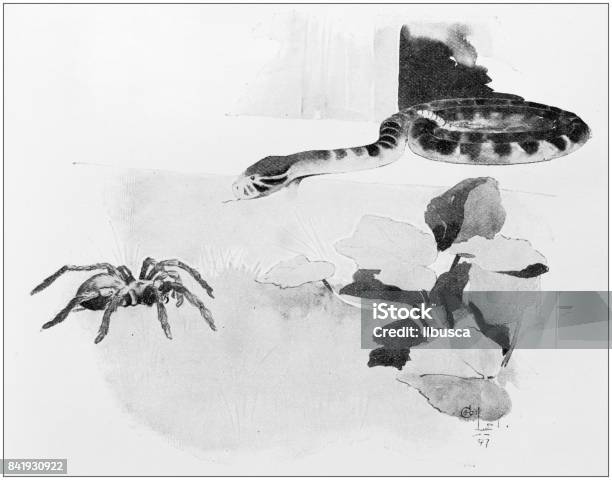 Antique Illustration Spider And Snake Stock Illustration - Download Image Now - Snake, Spider, 19th Century