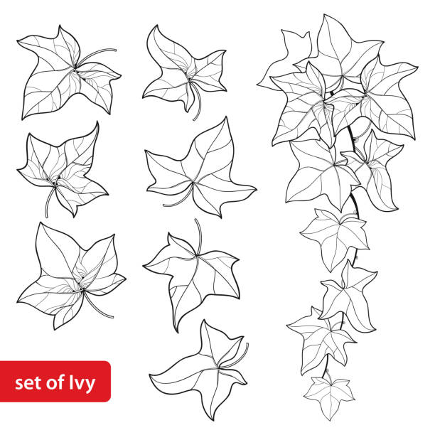 Vector set with outline Ivy or Hedera. Ornate leaf and Ivy vine in black isolated on white background. Vector set with outline Ivy or Hedera. Ornate leaf and Ivy vine in black isolated on white background. Evergreen perennial climbing plant in contour style for botanical design and coloring book. ivy stock illustrations