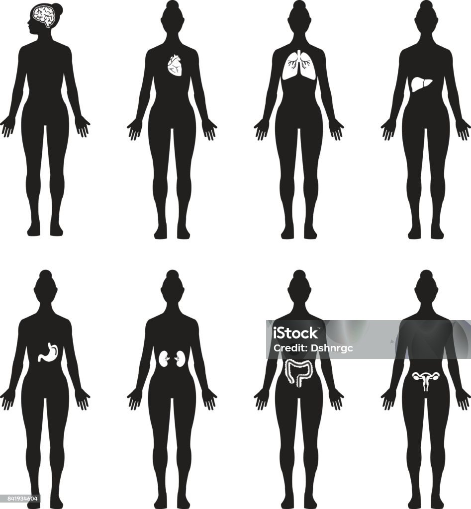 Human organs female silhouette vector icon set, brain, heart, lungs, liver, stomach, kidney, intestine, reproductive system Vector icon set of human organs, each organ in a single body silhouette Anatomy stock vector