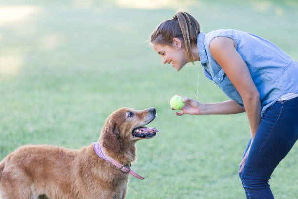 femme joue avec son chien dans le parc - aller chercher photos et images de collection