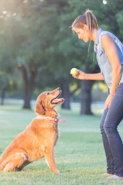 istock Dog trainer works with dog in a park 841934996