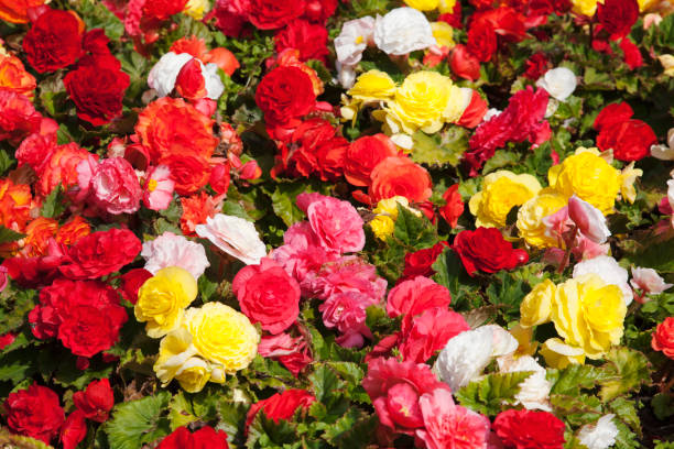 begonias multi coloured multi coloured begonia begonia photos stock pictures, royalty-free photos & images